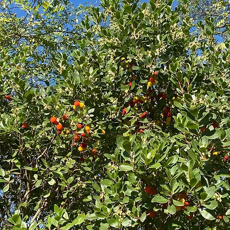 فيلة Borie Grande